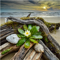 Salty Sea Air Fragrance Oil 16080
